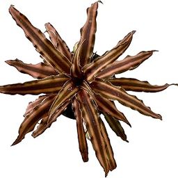 The Four Seasons Cryptanthus Bivittatus Earthstar Brown (Variegated) Natural Live Plant in Pot-image-76