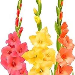 Mixed Gladiolus Flower Bulbs, 10 Premium Corms, Pink Red Purple Yellow, Summer Blooming Perennial-image-67