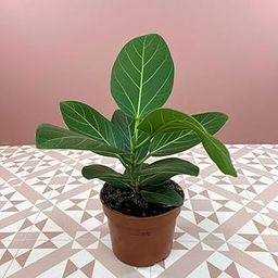 Banyan tree bonsai live plant with pot, Bargad Live Plant (Pack of 1)-image-85