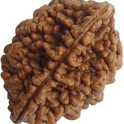 Two mukhi Kaju Rudraksha Natural Bead Certified/Original 2 Mukhi Rudraksh bead/Natural 2 faced Rudraksha (Brown) with Certificate and Puja Instructions-image-55
