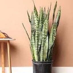 Live Snake Plant Pack of 2 in Grow Bag – Air Purifying Sansevieria for Home & Office | Indoor/Outdoor Easy Care Plant-image-32