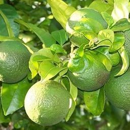 Hug A Plant | Mosambi/Sweet Lemon (Layered) (Citrus limetta) Fruit/Live Plant (Home & Garden)-image-25