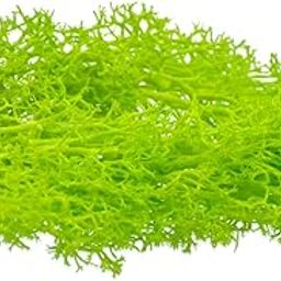 Aadya Crafts Preserved Reindeer Moss 20 Grams or 0.70oz Apple Green Coloured With Natural Pigments JIM203 for Potted Plants, weddings, festivals, gardens, fences, Floral honors, Models-image-16