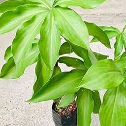 Costus Igneus Insulin Live Ayurvedic Medicinal Plant without Pot (Pack of 1)-image-41
