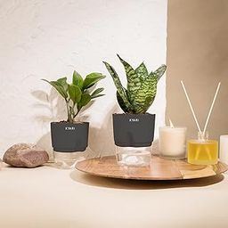 KYARI Zamia Green (ZZ)-Sansevieria Green Snake Combo of 2 Indoor Plants for Living Room | Live Plants | Plants with Grey Pot for Home Air purifier plants | Plants for Home Decor | Plants for garden-image-36