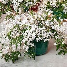 Live Star Jasmine Plant, White Juhi Flowers, Sweet Fragrant Indoor Plant with Pot (Jasmine live plant)-image-44