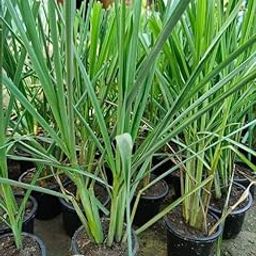 Citronella plant for mosquitoes Pack of 2 Live plant-image-7