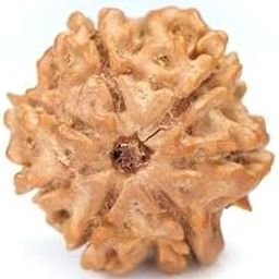 TRINETRA GEMS STONE Premium 7 Mukhi Rudraksha For Make Pendant Oval Seven Face Rudraksha From Nepal Genuine सात मुखी रुद्राक्ष IGL Lab Certified Blessed Lord Lakshmi Brown Sat Mukhi Rudraksha-35