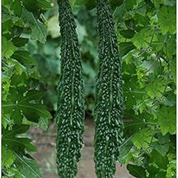 Golden Hills Farm Hybrid Bitter Gourd F-1 Green Long 40+ seeds-image-59