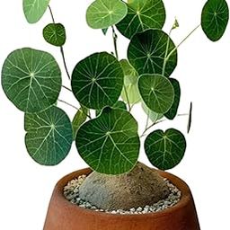 Stephania Erecta Plant Live Bulb Air Purifying Indoor Plant Bulb (Pack of 1)-picture-12