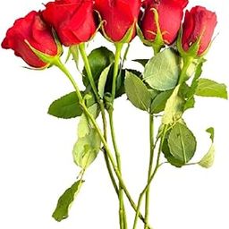 Fresh Red Rose Bunch,5Pcs-6