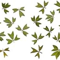 STYLEHEAVEN 20pcs Pressed Dried Flower Dry Leaves DIY Crafts Bookmark Cards Making 01|Home & Garden|Home D?©cor|Floral D?©cor-image-60