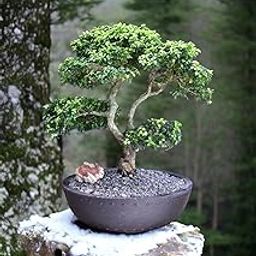 Beautiful banyan bonsai tree live plant,Japanese boxwood bonsai plant 5 Years old (Pack of 2 With pot)-image-41