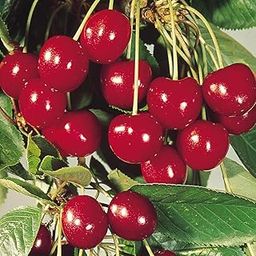Dishita - Go Green Barbados Sweet Cherry Fruit Plant | Fruits Plants for Home Garden-image-77