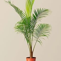 Indoor plants for living room bonsai,Indoor Outdoor Decoration Natural Live A Big Size "Chinese palm" Tree (Pack of 1 With grow pot) || For Home Garden Tree Outdoor indoor plant-image-96