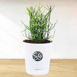 Sansar Green Cacti Zone ~ Pencil Cactus/Euphorbia tirucalli Cactus with pot-image-18