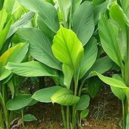 FasanGreen Succulent Turmeric Plant for Outdoor with Grow Bag (Multicolor, 170mm) (G N_496)-image-3