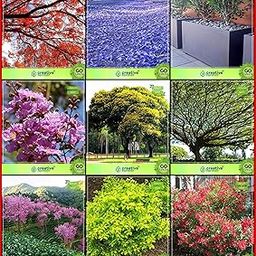 Creative Farmer Garden Flower Seeds All Season Combo Flower Tree and Tree Seeds : Jacaranda, Gulmohar, Orange Jessamine, Pride Of India, Peltophorum, Raintree, Prunus Puddum, and Others -1 Packs-image-38
