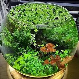 Live Azolla Water Fern Plant, Miniature Aquatic Species, Fresh Green Pack of 500g-picture-12
