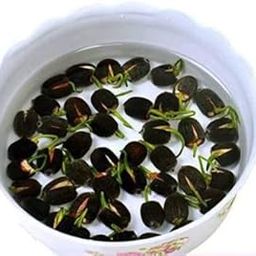 Bee Garden Bowl Lotus Seeds Ornamental Courtyard Finest Viable Mixed Colors Aquatic Water Features Seeds Home Garden Yard Farm Pond Decor Seed 40 per Packet-image-33