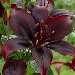 Ritz Farming Asiatic Lily Mixed Colour Flower Bulbs Imported Veriety flower bulbs combo pack for Garden & Outdoors (Pack of 2 Flower Bulbs)-image-84