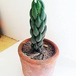 UGALOO | Succulent Plants|Haworthia Reinwardti (Zebra Wart, Wart Plant) Live Plant with pots-image-111