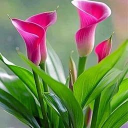 Zantedeschia Calla Lily Flower Bulbs for Home Gardening Pack of 10 bulbs By Zabbus Pink-image-64