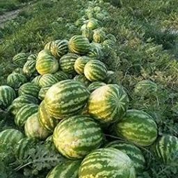 Radha Krishna Agriculture® Watermelon Seeds Big and Round Water Melon Seeds For Plant Home Garden (60 to 70)-image-51
