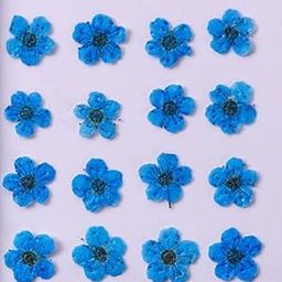 CBM Craftaraby Monika Small Daffodils Dried Flowers 12 Piece Diasy Flower Natural Dried and Pressed Flower for Resin Art Decorative for Candle Art & Craft DIY Resin Art Tray Jewellery (Blue)-image-37