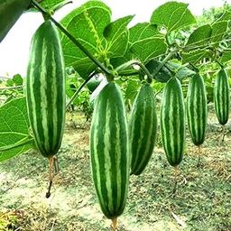 Pointed Gourd/Parwal Plant Male & Female Hybrid Variety Live – Pack of 2-image-1