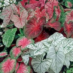 LIVE GREEN Caladium Bulbs Multicolor For Summer Season - Pack of 5 Bulbs, (LG016)-image-46