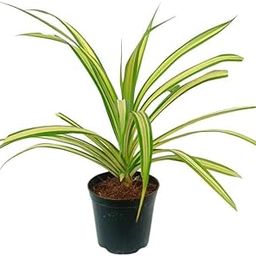 Pack of 2 Spider Indoor Plants for Living Room | Live Plants | Plants with White Self Watering Pot for Home | Air purifier plants | Plants for Home Decor | Plants for Garden & bedroom-picture-14