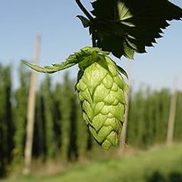 40+ SEEDS- Organic European Hop Organic Seeds Pack - Grow All India-image-53