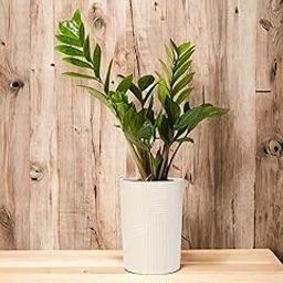 ZZ plant indoor live plant big size, ZZ Green Air Purifer Plant | Indoor Plants For Living Room | Pack of 1 plant-image-50