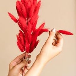 CLOUD INDIA Decorative Bunny Tails Naturally Dried Flower for Vase Filler for Home Decor|Indoor |Office Decor (Red, 50 Stem)-image-22