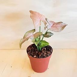 Air purifying plants for home Good Luck Air Purifying Pink Syngonium Plant Indoor Plant | Pack of 1 With pot-picture-19