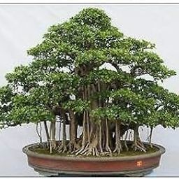 Creative Farmer Fig Beautiful Banyan Bonsai Suitable Tree - (10 Seeds Bag)- Eco Garden Pack-image-44