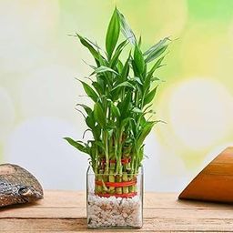 Lucky Bamboo Plant 5 Lucky Bamboo Sticks with Multi color pebble, Best feng shui plant Home, Office, Bedroom decoration_-9