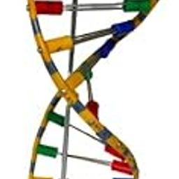 DNA Model Helix On Stand Brand OM Labs-image-25