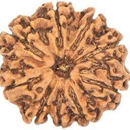 TRINETRA GEMS Stone Brown 9 Mukhi Rudraksha Nepali Beads Genuine Nau Mukhi Rudraksha IGL Lab Certified Superb Turnk Beads नौ मुखी रुद्राक्ष for Make Pendant Nine Face Rudraksha-picture-13