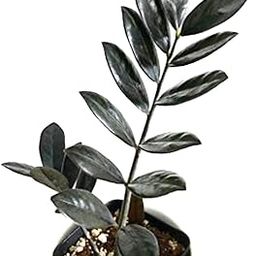 UGALOO Black Zamia Zamioculas Zamiifolia " Raven" Succulent Rare Exotic Live Indoor and Outdoor Plant ZZ Black Air Purifier Plant(pack of 1)-image-73