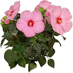 Nema Hibiscus Flower Seeds - Baby Pink - 100 Pcs-image-92