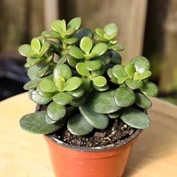 Cloud Farm Crassula Ovata, Jade Succulent Big Leaf Lucky Feng Shui Indoor House and Office Plant CF_74-image-17