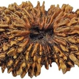 GEMFINITY Satrah Mukhi Rudraksha Original Certified 17 मुखी रुद्राक्ष 17 Face Ruthratcham 17 Mukhi Rudraksha Nepali Auspecious Beads Seventeen Mukhi Rudraksh Blessed Vishwakarma सत्रह मुखी रुद्राक्ष-22