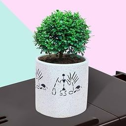 Indoor plants for bedroom air purifier,Kamini Plants for Garden Indoor (2 Live Bonsai Plant With pot)-image-10