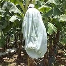 Crop Protection Cover Banana Bunch Tubing Cover 17 GSM (pack of 1) (400 m)-image-27