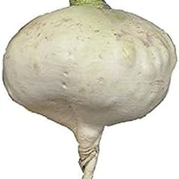 Radish R150 - Sakurajima Mammoth radish seeds- (200 per packet)-image-15