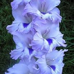 Oakwood Farms Imported Gladiolus Double Color Flower Bulbs (Pack Of 10 Bulbs) Sky Blue-image-50