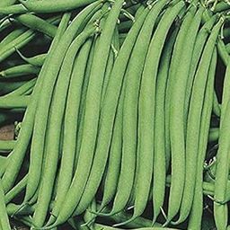 LIVE GREEN French Beans Organic F1 Hybrid Seeds (LG-SSED120)-20