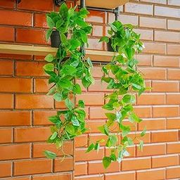 Golden Pothos Hanging Artificial Plants with Pot (Set of 2) | Money Plant Artificial Hanging Plants for Home Decor | Falling Creepers Climbers Green Fake Vines with Hanging Pots (Devil's Ivy)-image-15